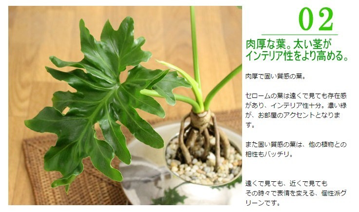 セローム 簡単 室内インテリアに 育てやすい観葉植物